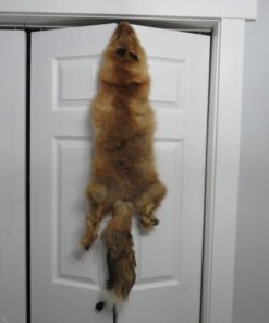 Red Fox tanned Skin