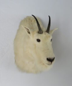 Mountain Goat Taxidermy