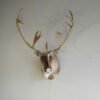 Caribou Shoulder Mount Taxidermy. O-116C