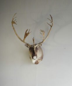 Caribou Shoulder Mount Taxidermy. O-116C