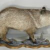 Collared Peccary life size Mount . X-156PE