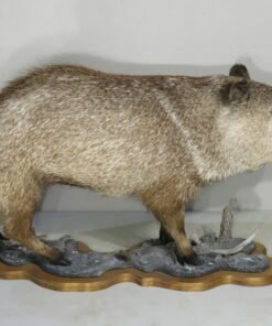 Collared Peccary life size Mount . X-156PE