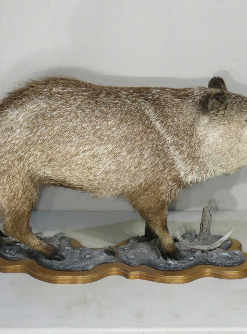 Collared Peccary life size Mount . X-156PE