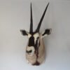 gemsbok mounts for sale