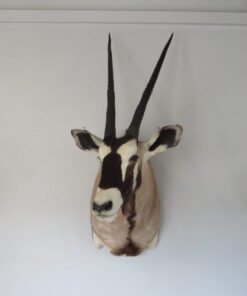 gemsbok mounts for sale