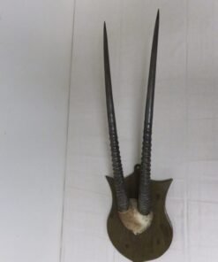 Gemsbok/Oryx Horns