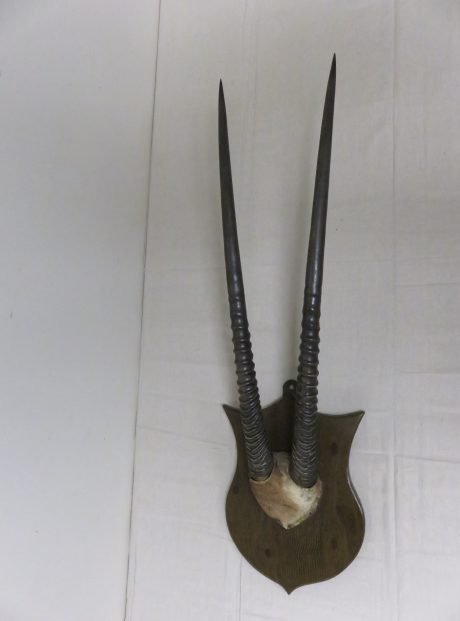 Gemsbok/Oryx Horns