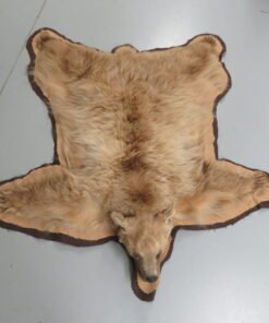 Bear Skin Taxidermy Rug