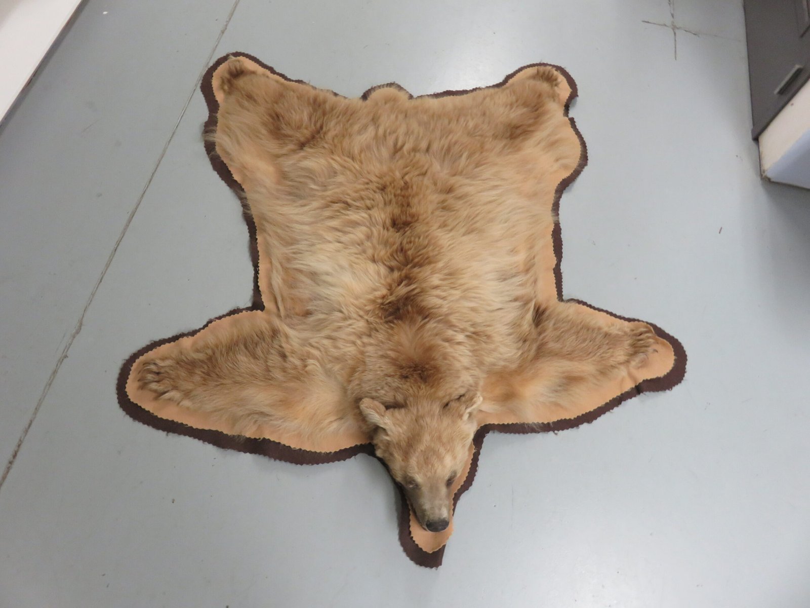 Bear Skin Taxidermy Rug