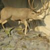 mule deer buck mount