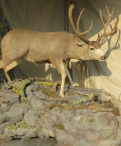 mule deer buck mount