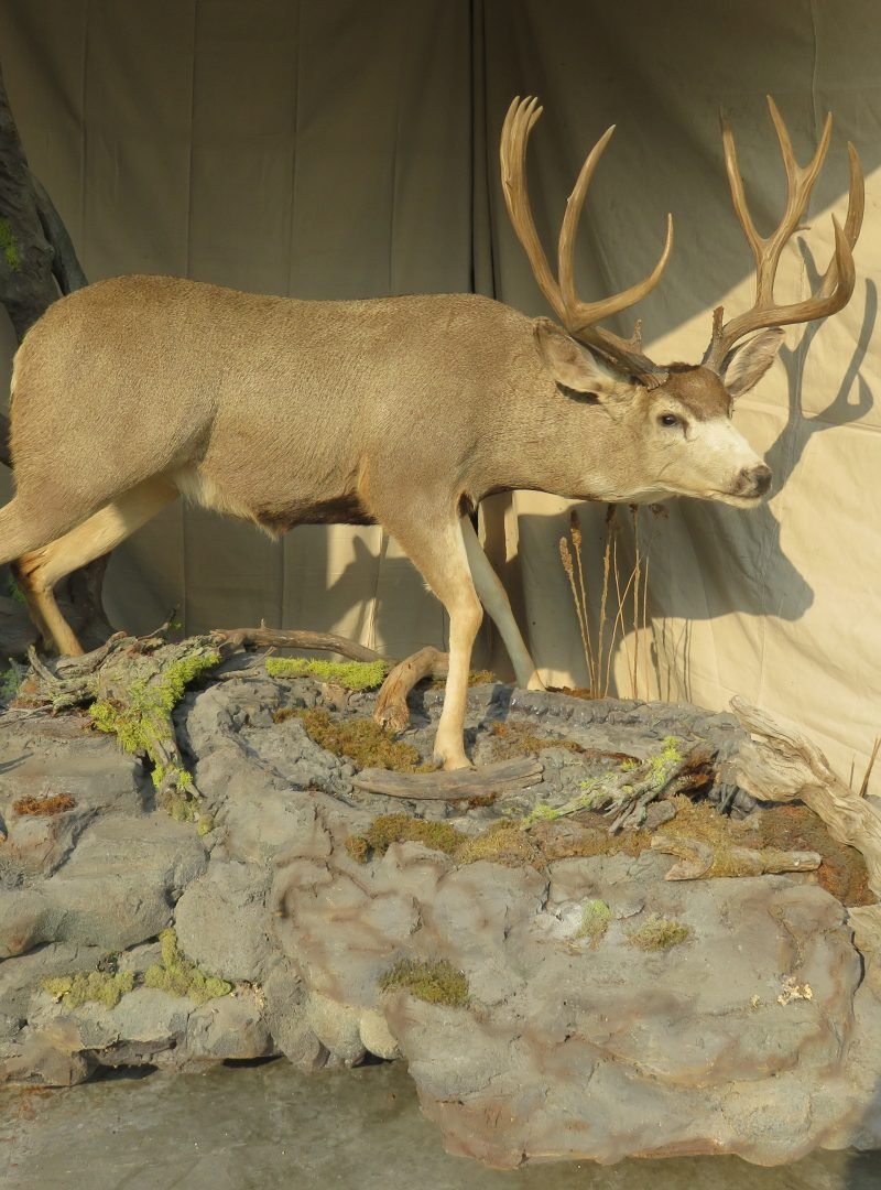 mule deer buck mount