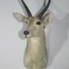 Common Reedbuck Taxidermy