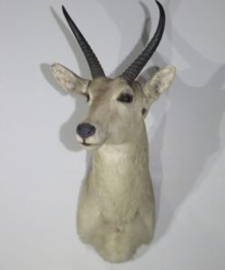 Common Reedbuck Taxidermy