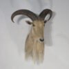 Aoudad Sheep Mount