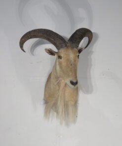 Aoudad Sheep Mount