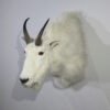 Taxidermy Mounts Mountain Goat Shoulder Mount