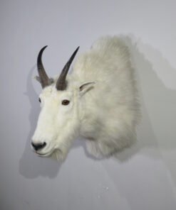 Taxidermy Mounts Mountain Goat Shoulder Mount