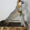 Gray Fox Life-Size Mount on Terrain Base