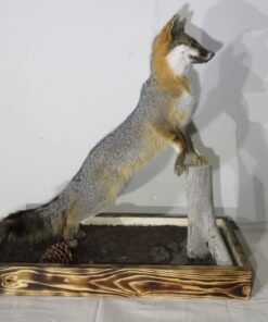 Gray Fox Life-Size Mount on Terrain Base