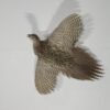 Pheasant Life-Sized Hen In Flight Taxidermy