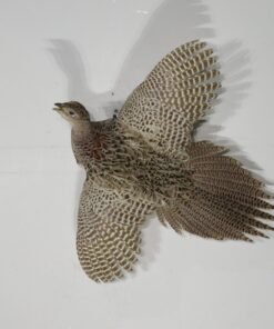 Pheasant Life-Sized Hen In Flight Taxidermy