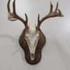 Whitetail Deer European Mount W-129E