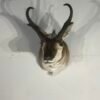 Pronghorn Antelope Taxidermy