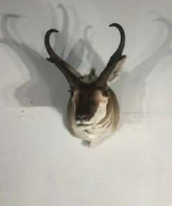 Pronghorn Antelope Taxidermy