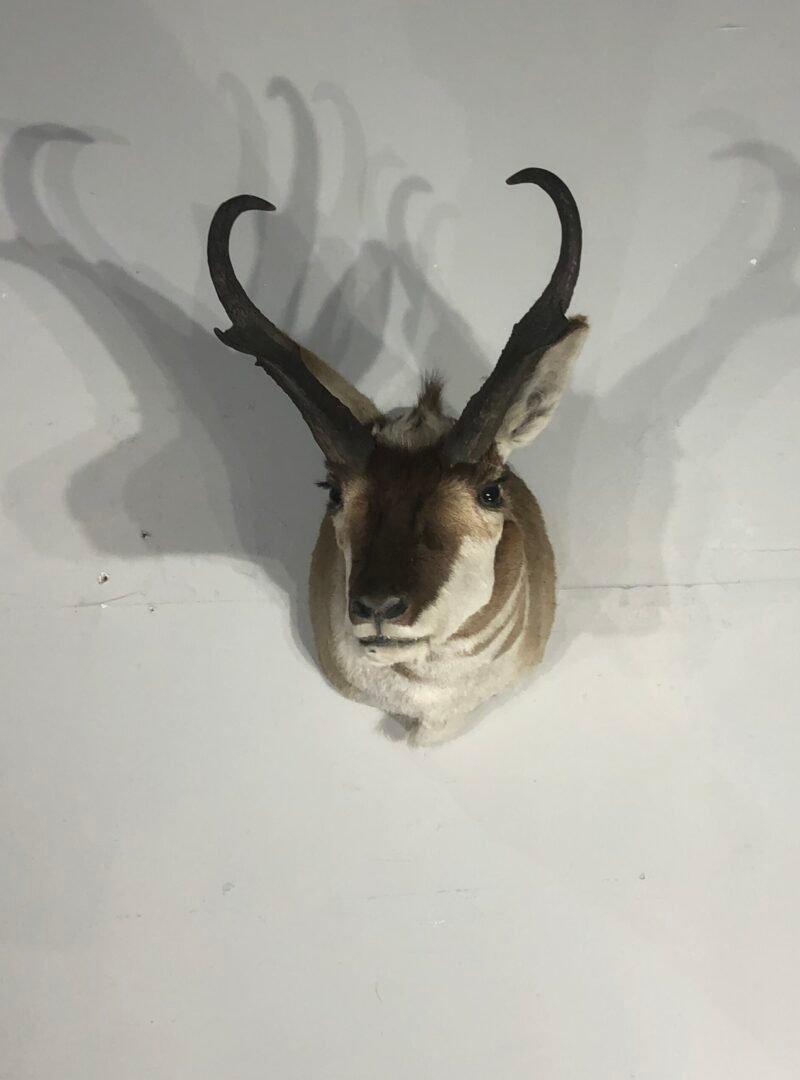 Pronghorn Antelope Taxidermy