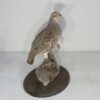 Hungarian Partridge Taxidermy