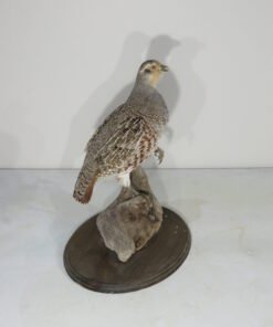 Hungarian Partridge Taxidermy