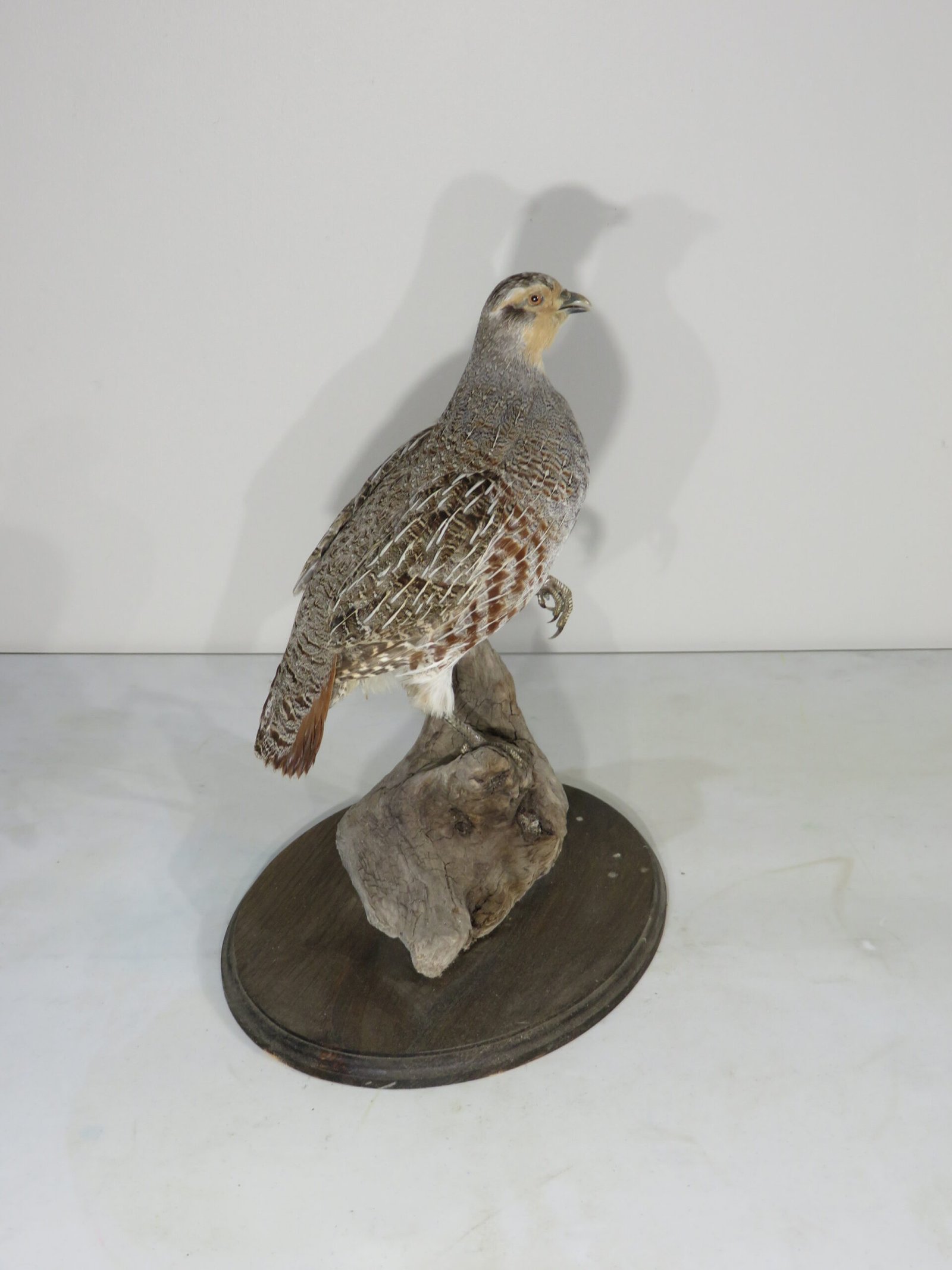 Hungarian Partridge Taxidermy