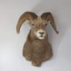 Bighorn Ram Taxidermy. S-137BH