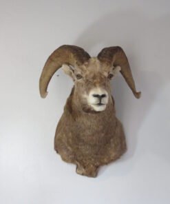 Bighorn Ram Taxidermy. S-137BH