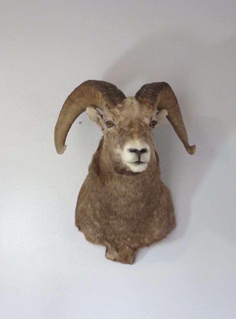 Bighorn Ram Taxidermy. S-137BH