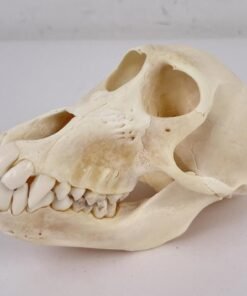 Baboon Skull For Sale