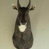 India Nilgai Taxidermy Mount