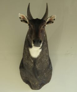 India Nilgai Taxidermy Mount