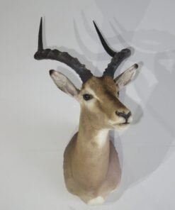 African Impala Taxidermy