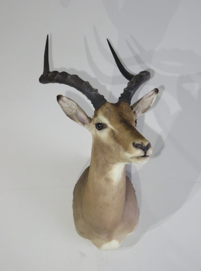 African Impala Taxidermy
