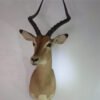 Impala Taxidermy Mount