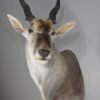 Eland Bull Pedestal Mount. X-148EL