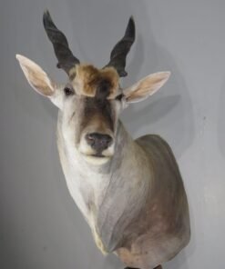 Eland Bull Pedestal Mount. X-148EL