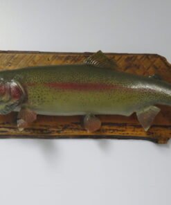 Rainbow Trout Taxidermy