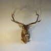 Rocky Mountain Elk Shoulder Mount