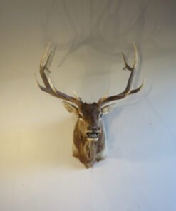 Rocky Mountain Elk Shoulder Mount