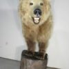 Taxidermy Bear For Sale