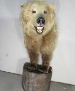 Taxidermy Bear For Sale