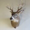 Whitetail Shoulder Mount W-127